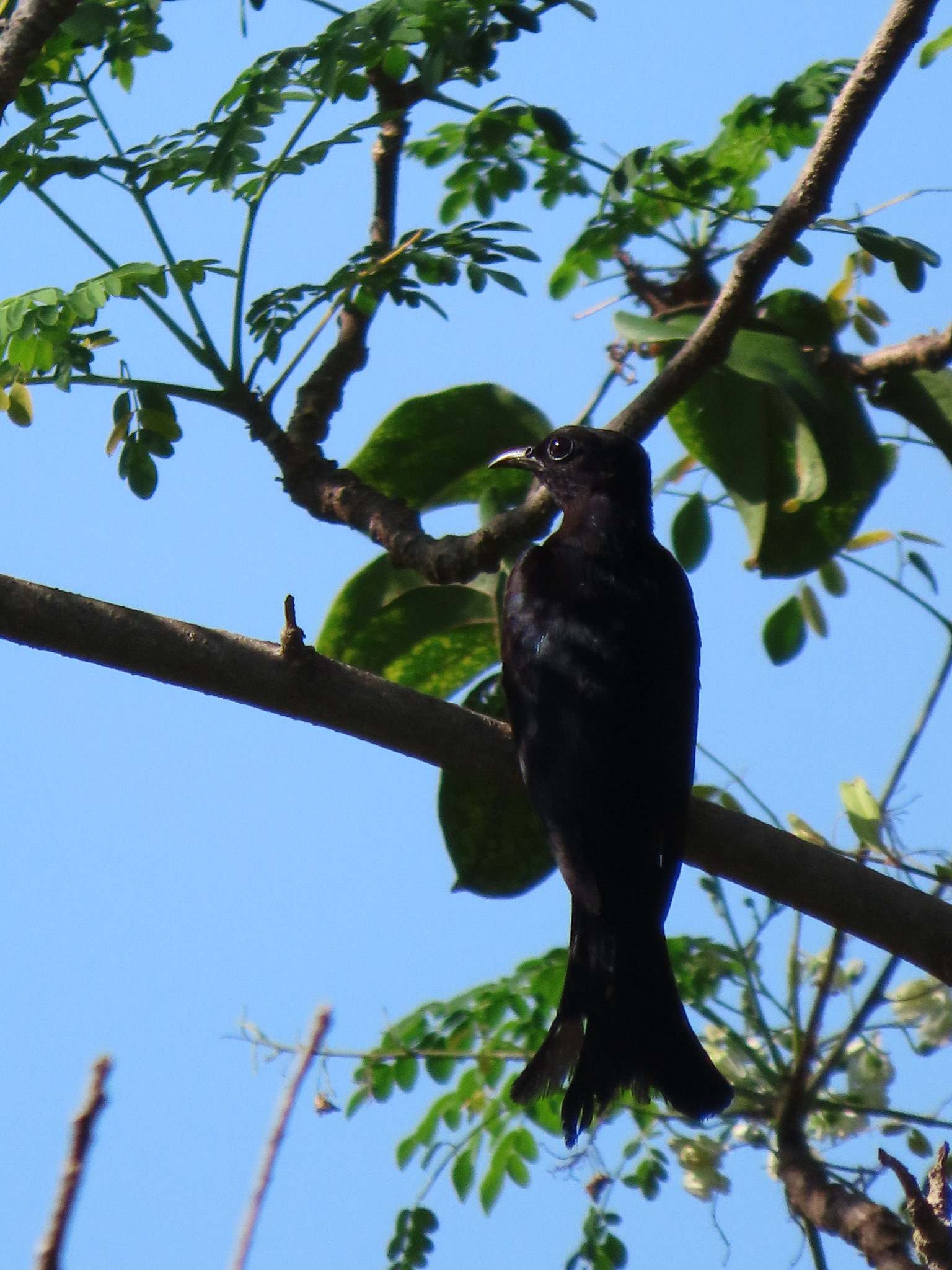 Moluccan Drongo-Cuckoo (Surniculus musschenbroeki), photo 1