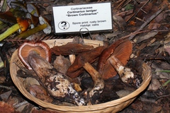Cortinarius laniger