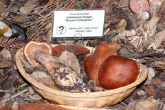 Cortinarius laniger