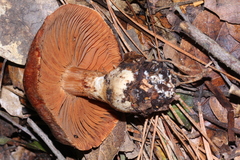 Cortinarius laniger