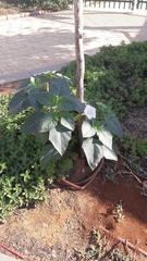 Datura innoxia