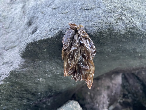Pyropia columbina observed 2025-07-28