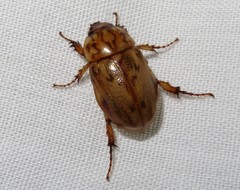 Cyclocephala fulgurata