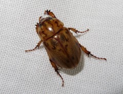 Cyclocephala fulgurata