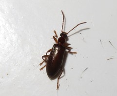 Statira