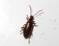 Statira