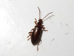 Statira