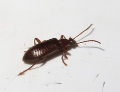 Statira