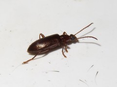 Statira