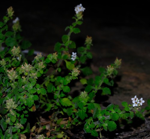 Cedar Cavewort (Trieenea taylorii)
