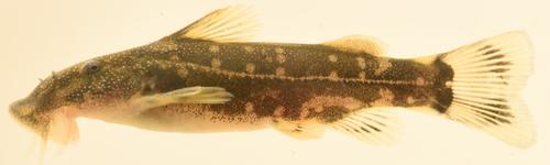 Phongolo catlet (Chiloglanis emarginatus) — Mochokidae — 4