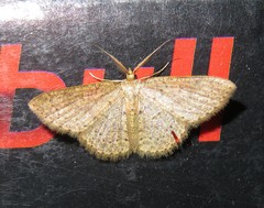 Pleuroprucha hypoxia