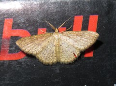 Pleuroprucha hypoxia