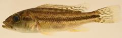 Serranochromis robustus