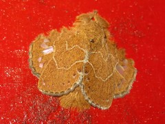 Euglyphis vitripuncta