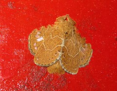 Euglyphis vitripuncta