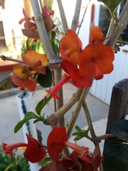 Holmskioldia sanguinea