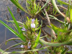 Hygrophila auriculata