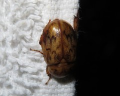 Cyclocephala fulgurata
