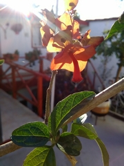 Holmskioldia sanguinea