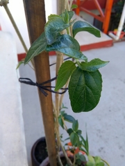 Holmskioldia sanguinea