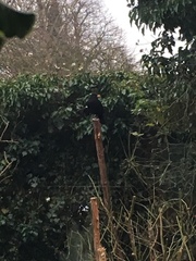 Turdus merula