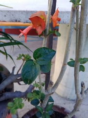 Holmskioldia sanguinea