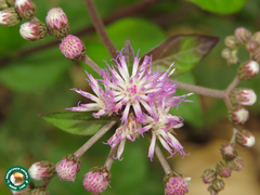 Cyrtocymura scorpioides