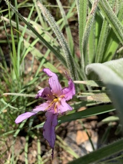 Xerophyta purpurascens