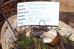 Rhodocollybia badiialba