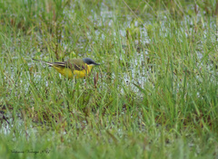 Motacilla flava thunbergi