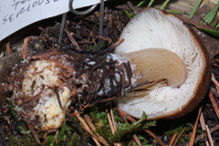 Rhodocollybia badiialba