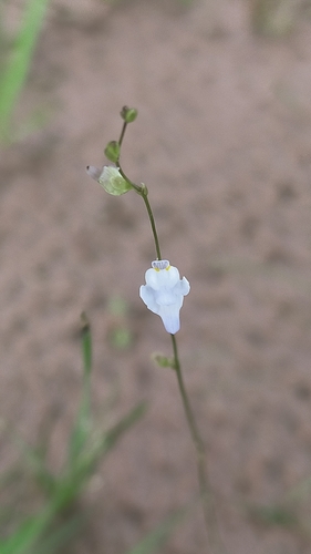 Utricularia geoffrayi