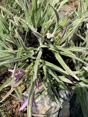 Xerophyta purpurascens
