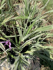 Xerophyta purpurascens