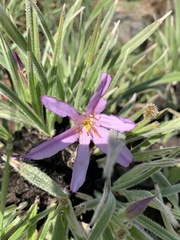 Xerophyta purpurascens