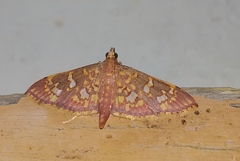 Ischnurges gratiosalis