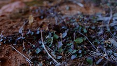 Felicia cymbalariae