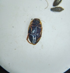 Agabus conspersus