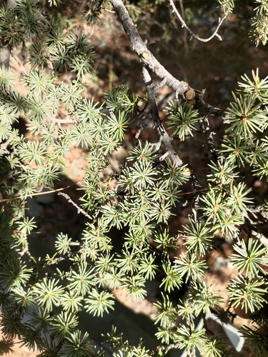 Cyprus cedar (Cedrus brevifolia)