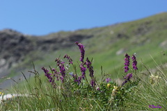 Hedysarum caucasicum