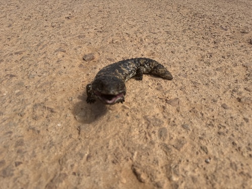 Shingleback