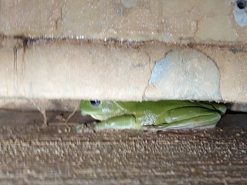 Green Tree Frog