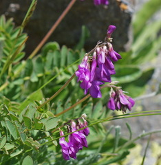 Hedysarum caucasicum