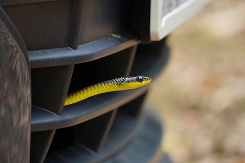 Common Tree Snake sighting
