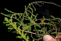 Erica recurvifolia