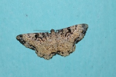 Monocerotesa strigata