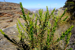 Agathosma distans