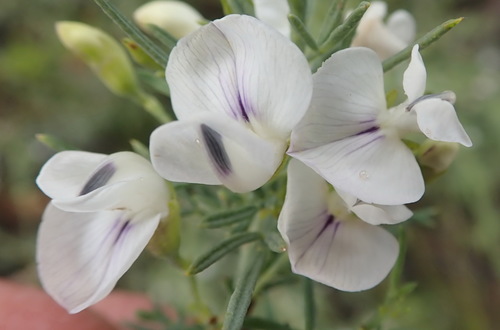 Image of Psoralea axillaris by (c) Nicola van Berkel, some rights reserved (CC BY-SA)
