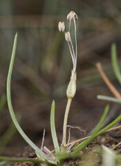 Shoreweed (Littorella uniflora)